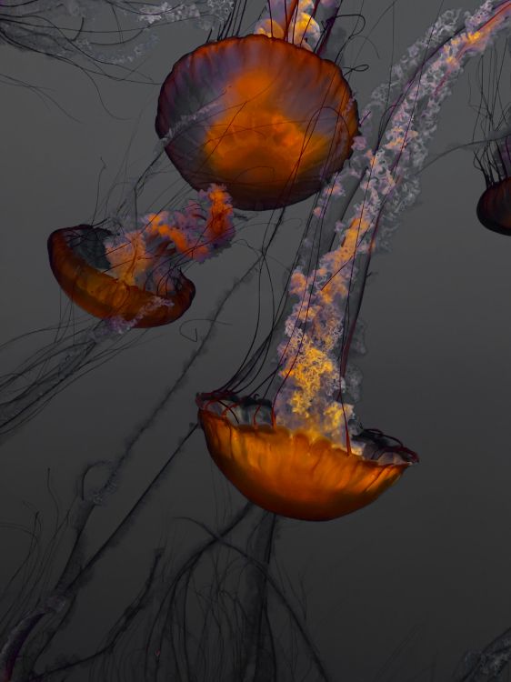 Blue and Orange Jellyfish Illustration. Wallpaper in 3024x4032 Resolution
