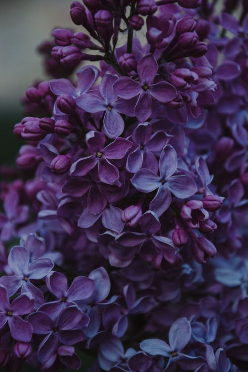 Purple Flowers in Tilt Shift Lens. Wallpaper in 4000x6000 Resolution