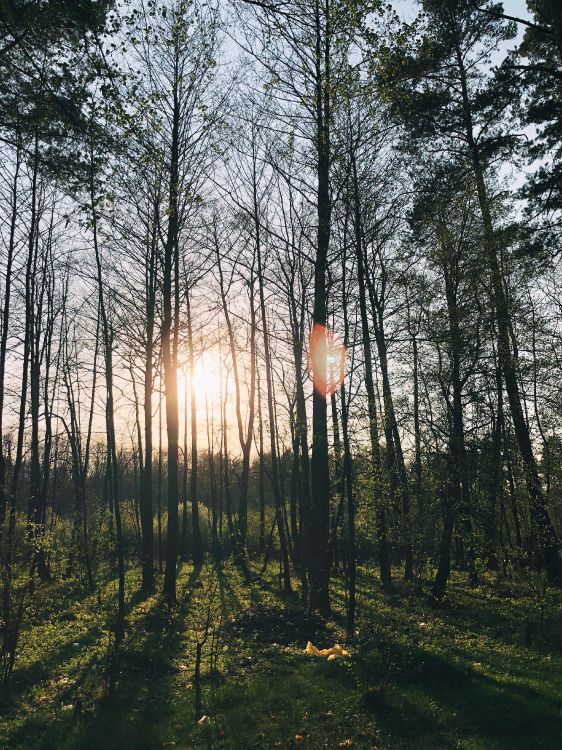 Naturaleza, Hotel de Congresos Lindner Cottbus, Querido, Cuerpo de Agua, de Hoja Caduca. Wallpaper in 3024x4032 Resolution