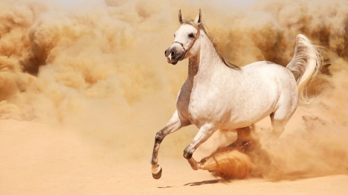 Image white horse running on brown sand during daytime