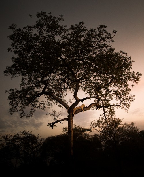 Image silhouette of tree during night time