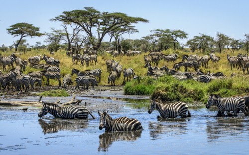 Image zebra drinking water on river during daytime