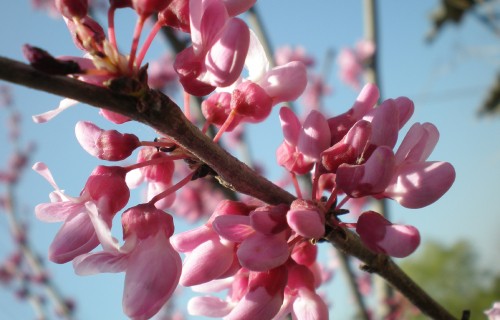 Image flower, tulip, plant, petal, branch