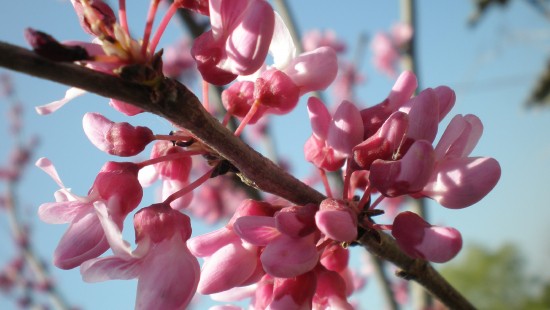 Image flower, tulip, plant, petal, branch