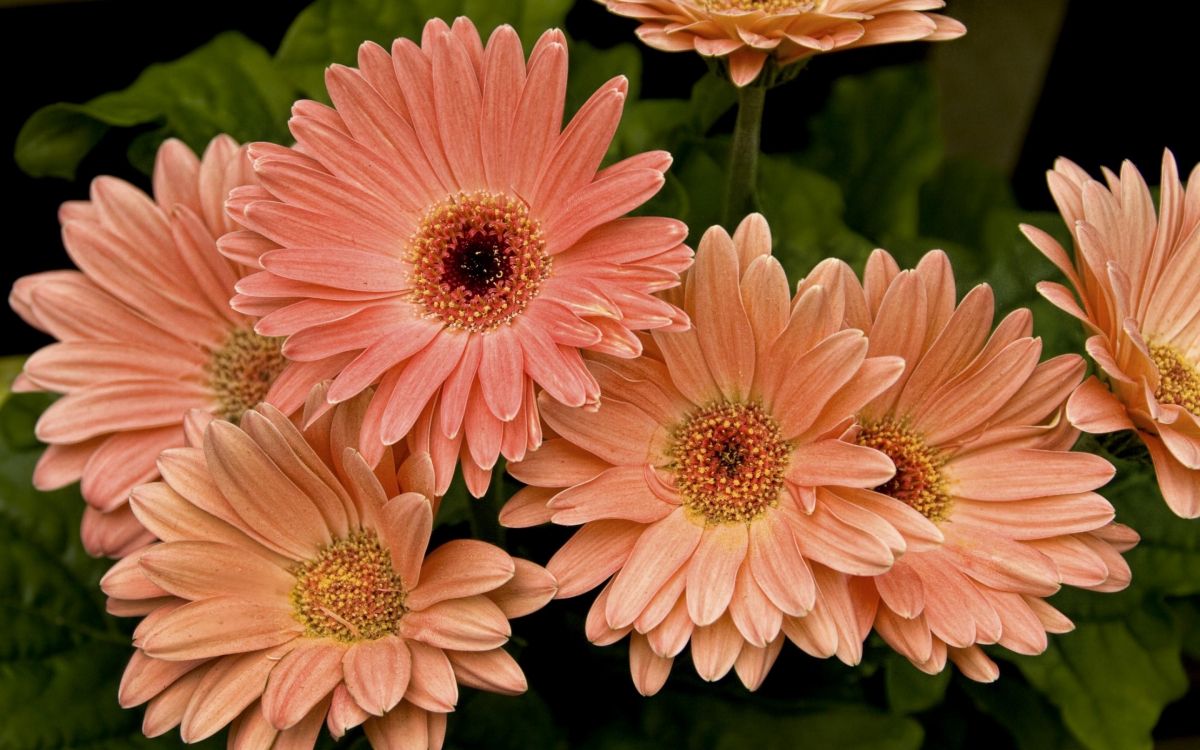 pink flower in tilt shift lens