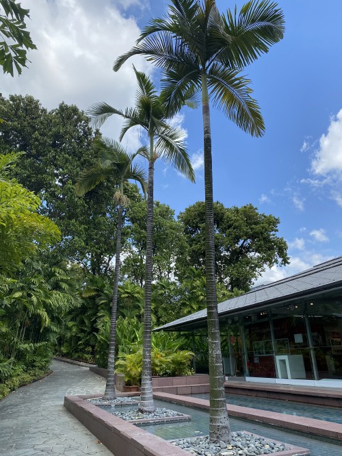 Image palm trees, science, tree, woody plant, garden