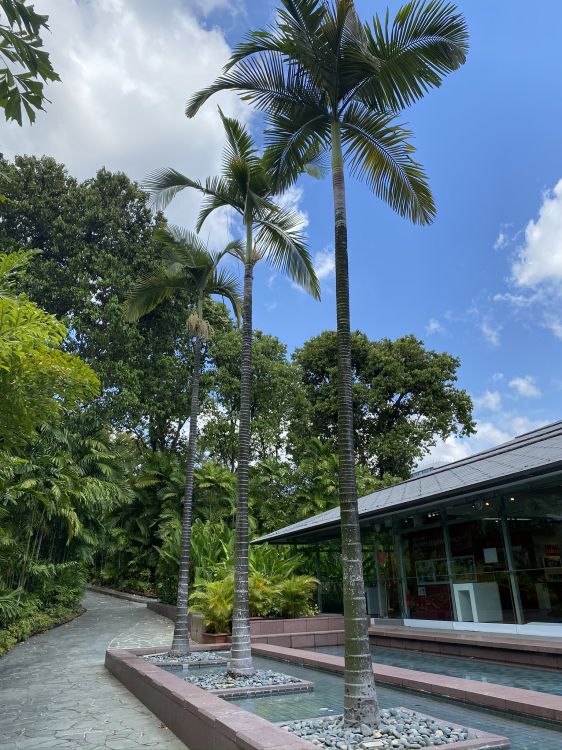 palm trees, science, tree, woody plant, garden