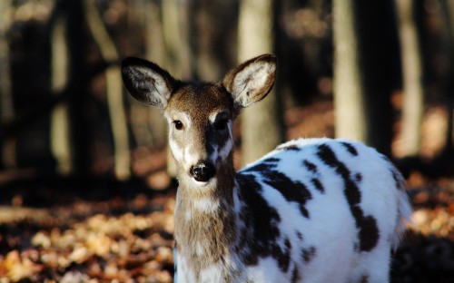 Image white and brown deer in close up photography during daytime