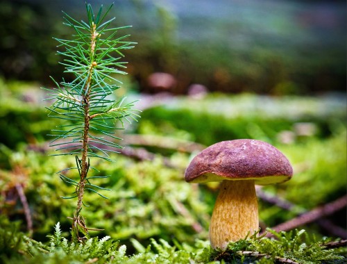 Image brown mushroom in tilt shift lens