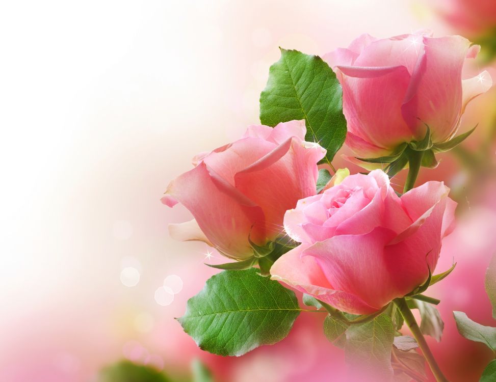 花卉设计, 粉红色, 显花植物, 玫瑰花园, 玫瑰家庭 壁纸 4698x3619 允许