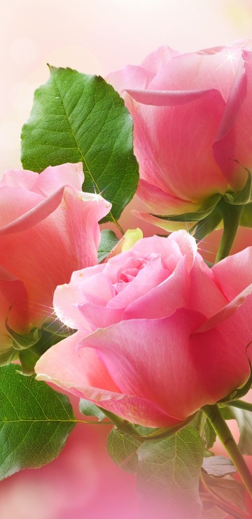 Image pink rose in bloom during daytime