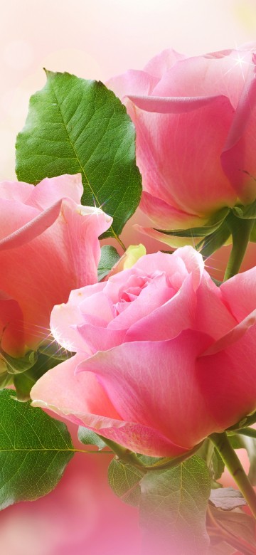 Image pink rose in bloom during daytime