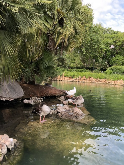 Image reflection, bird, water resources, water, pond