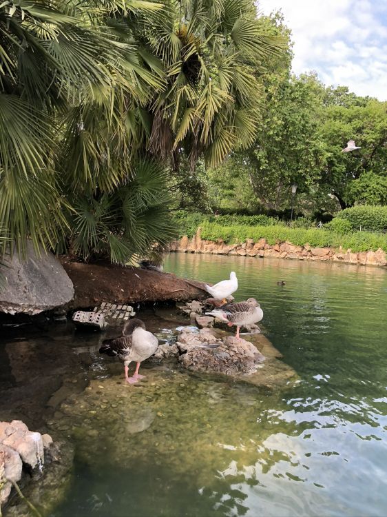 reflection, bird, water resources, water, pond