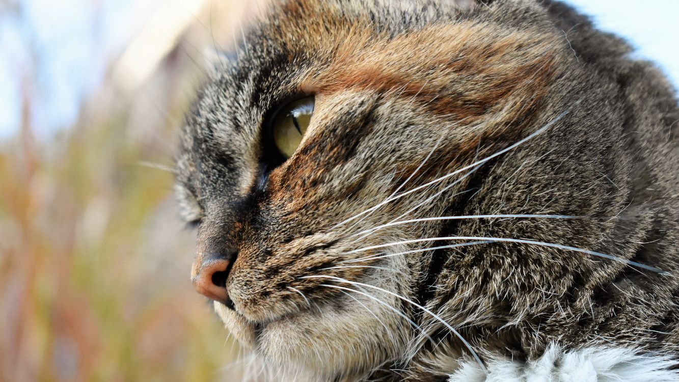 brown tabby cat in close up photography