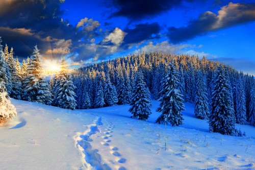 Image snow covered pine trees during daytime