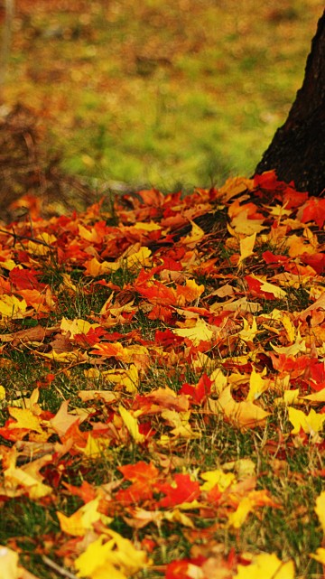 Image yellow and red maple leaves on ground
