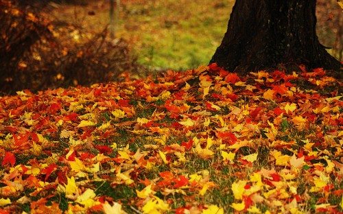 Image yellow and red maple leaves on ground