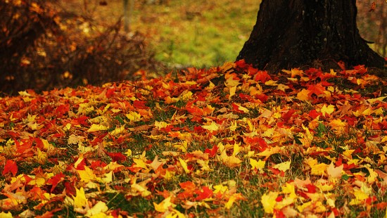 Image yellow and red maple leaves on ground