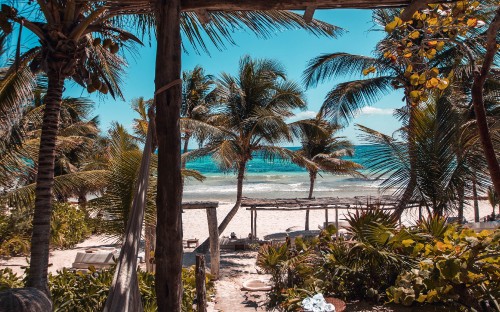 Image palm trees near body of water during daytime