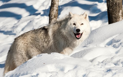 Image white wolf on snow covered ground during daytime