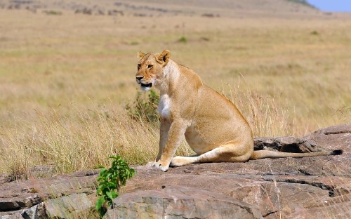 Image brown lioness on brown grass field during daytime