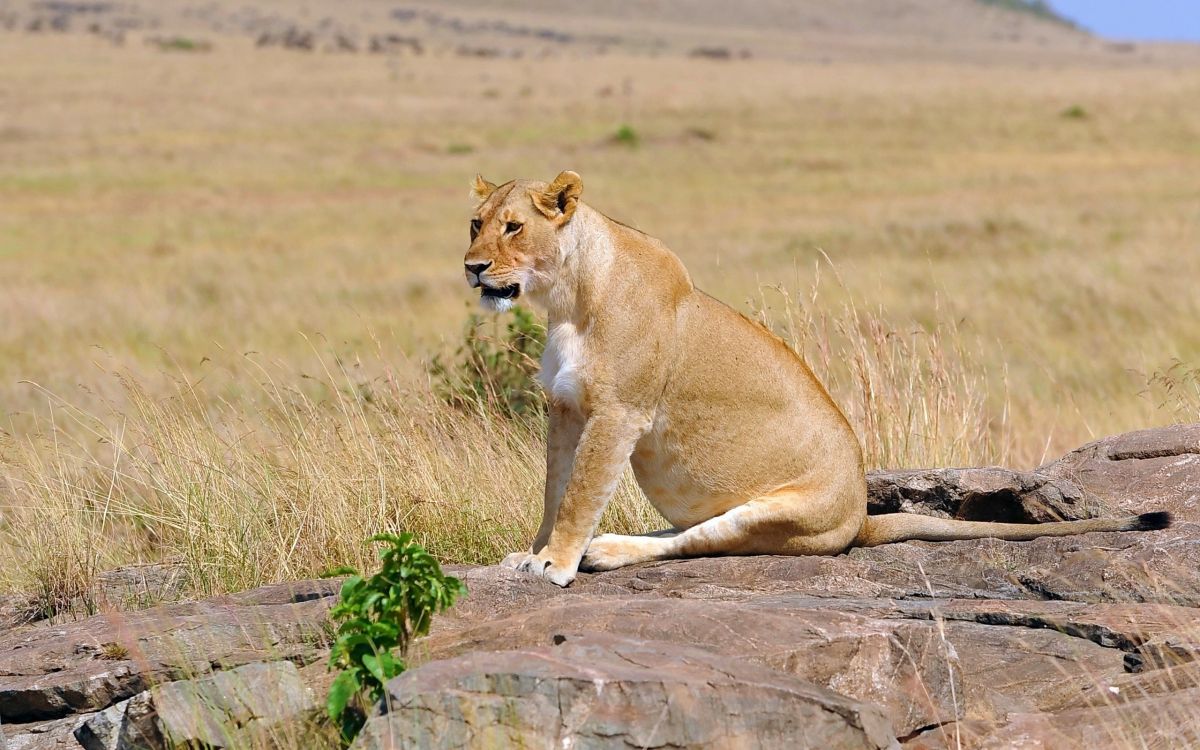 brown lioness on brown grass field during daytime