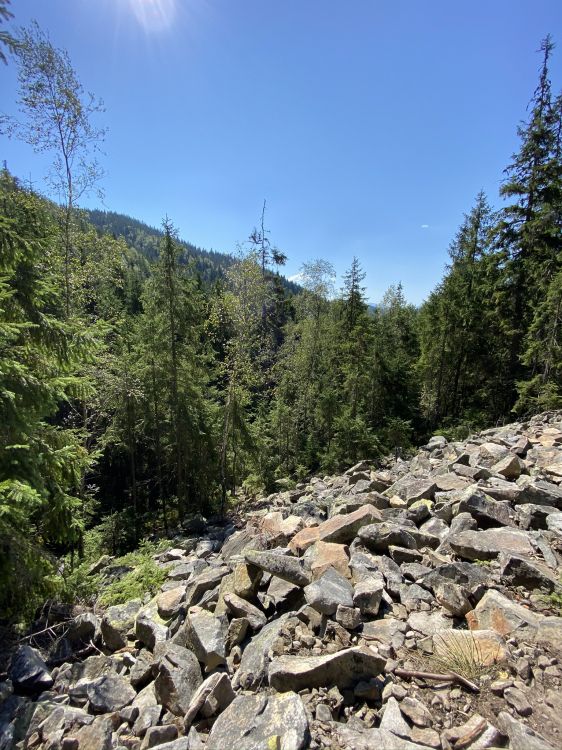 Wildnis, Rock, Pflanzen-Gemeinschaft, BedRock, Wald. Wallpaper in 1536x2048 Resolution