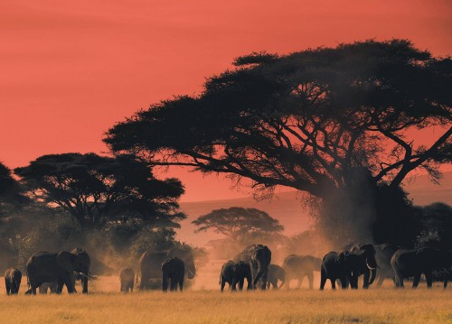 Image silhouette of group of elephant during sunset