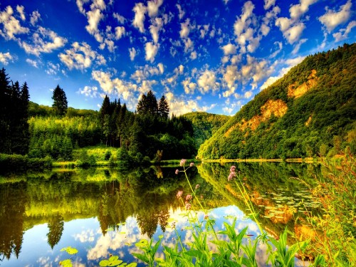 Image green trees beside lake under blue sky during daytime