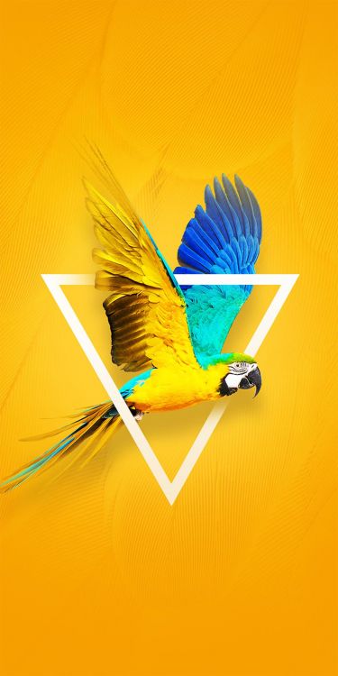 Tecno, Tecno Camon X, Äpfeln, Android, Blau. Wallpaper in 1080x2160 Resolution