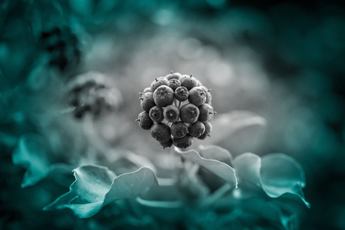 Blue, Green, Turquoise, la Pureté de la Couleur, Graphiques Vectoriels. Wallpaper in 4697x3131 Resolution