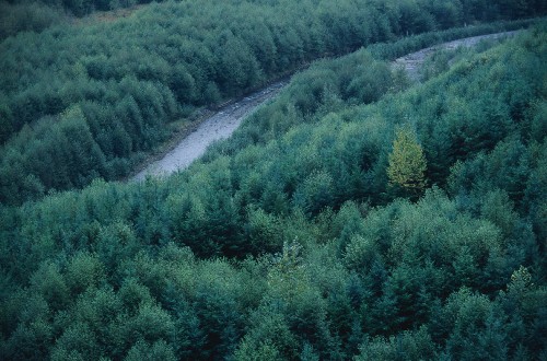 Image green trees on the hill during daytime