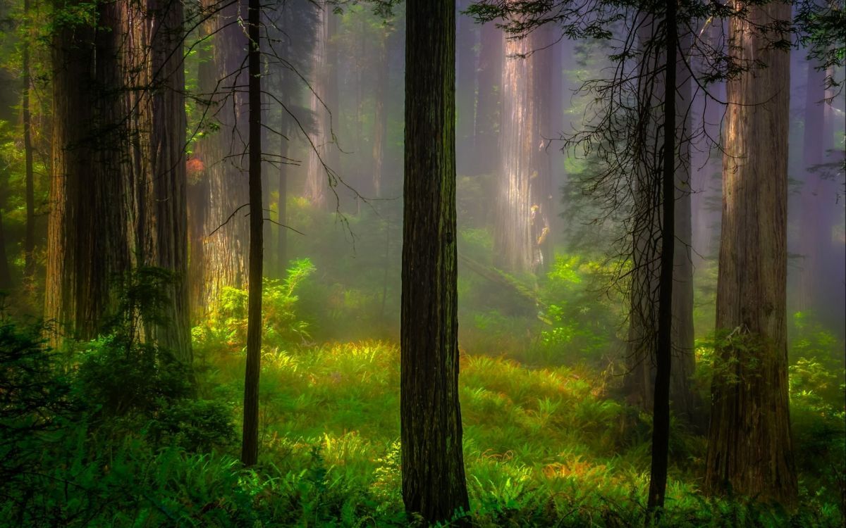 green grass and trees during daytime