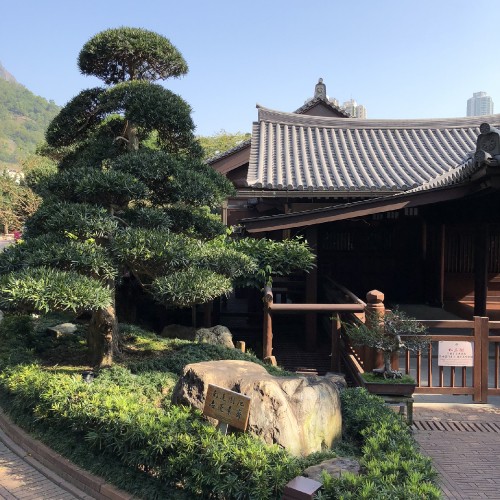 Image Hong Kong, tree, bonsai, chinese architecture, japanese architecture