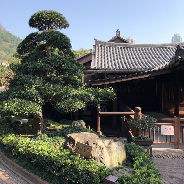 Hong Kong, tree, bonsai, chinese architecture, japanese architecture