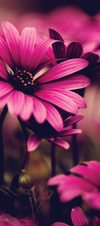 Purple Flower in Tilt Shift Lens. Wallpaper in 2409x5386 Resolution