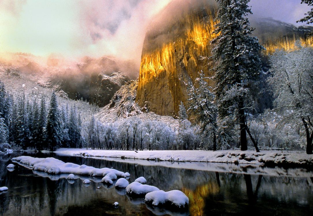 snow covered trees near river