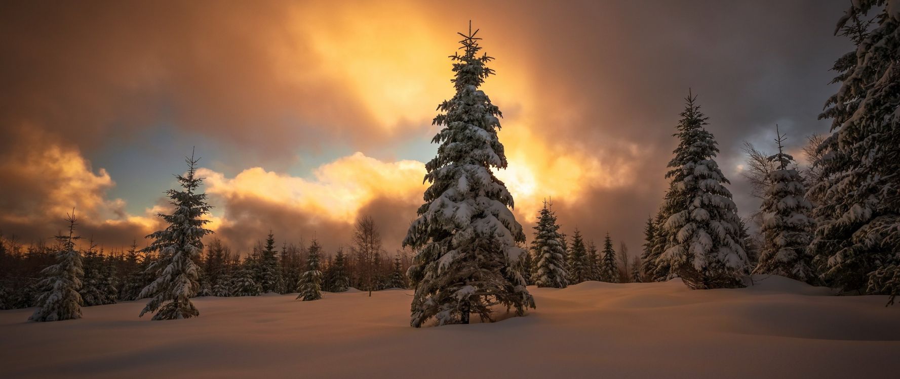 Pino Cubierto de Nieve Durante el Día. Wallpaper in 2560x1080 Resolution