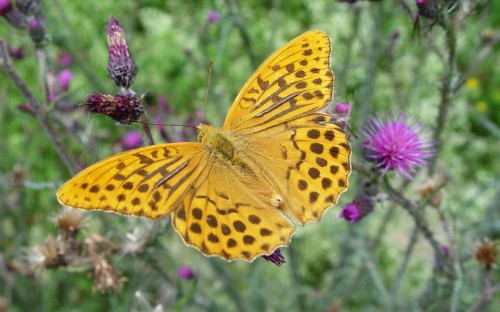 Image yellow and black butterfly on pink flower during daytime