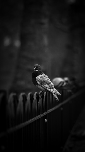 Image grayscale photo of a bird on a wooden fence
