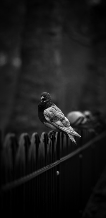 Image grayscale photo of a bird on a wooden fence