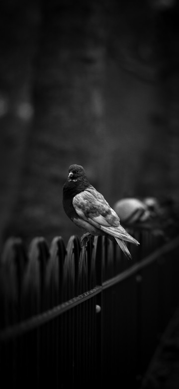 Image grayscale photo of a bird on a wooden fence