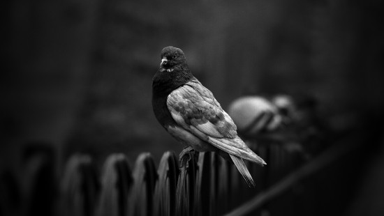 Image grayscale photo of a bird on a wooden fence
