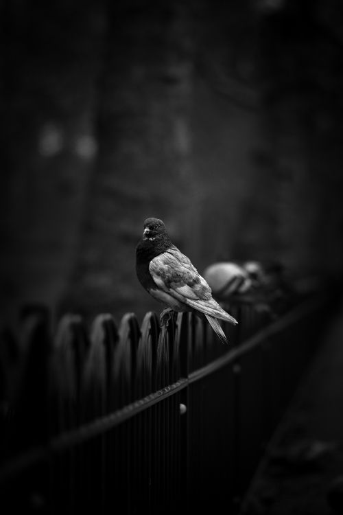 Grayscale Photo of a Bird on a Wooden Fence. Wallpaper in 4000x6000 Resolution