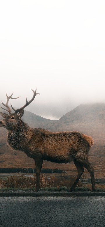 elk hunting iphone wallpaper