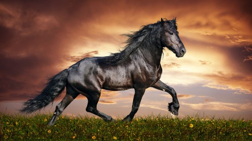 Image black horse on green grass during daytime