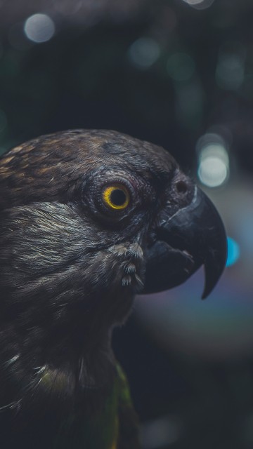 Image green and black bird in close up photography
