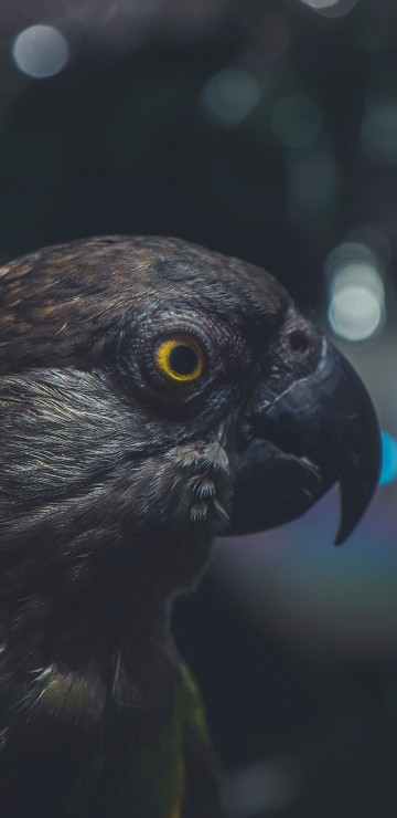 Image green and black bird in close up photography