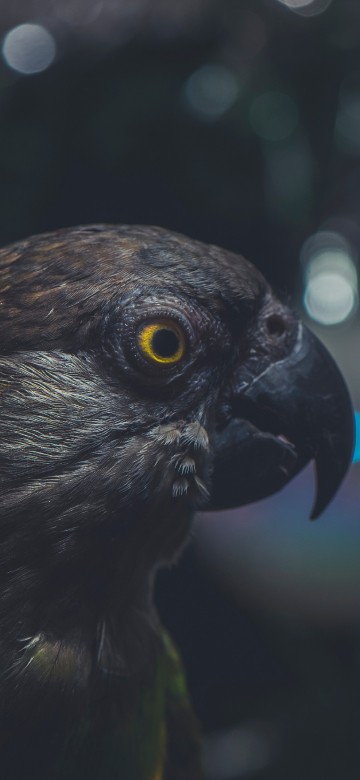 Image green and black bird in close up photography